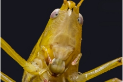 Saltamontes