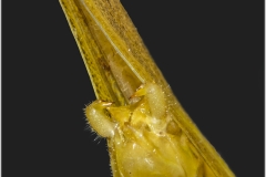Saltamontes