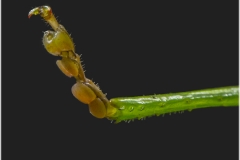 Saltamontes