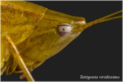 Saltamontes