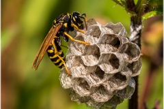 Vespula vulgaris