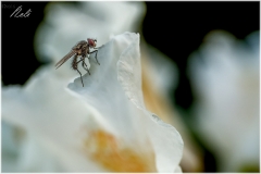 mosca
