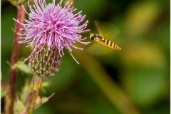 Sphaerophoria scripta