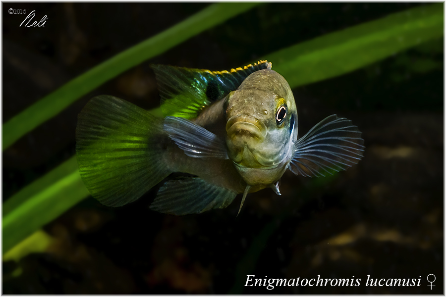 Enigmatochromis lucanusi