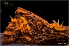 Ancistrus