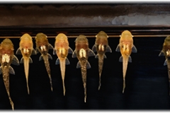 Ancistrus