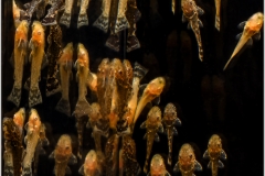 Ancistrus triradiatus