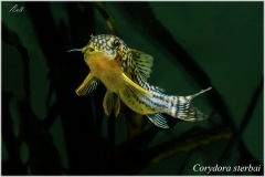 Corydora sterbai