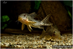 Corydora sterbai