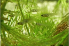 Poecilia reticulata