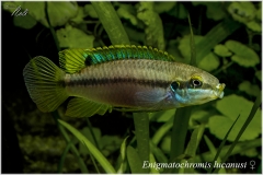 Enigmatochromis lucanusi