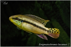 Enigmatochromis lucanusi