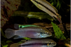 Enigmatochromis lucanusi