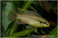 Enigmatochromis lucanusi