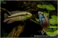 Enigmatochromis lucanusi