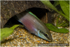 Enigmatochromis lucanusi