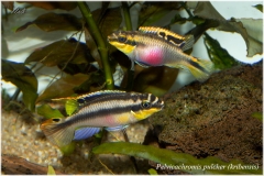 Pelvicachromis pulcher (kribensis)