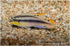 Pelvicachromis pulcher (kribensis)