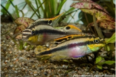 Pelvicachromis pulcher (kribensis)