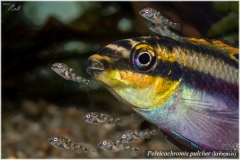 Pelvicachromis pulcher (kribensis)