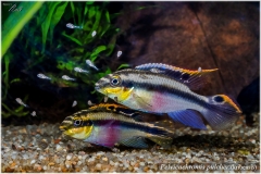 Pelvicachromis pulcher (kribensis)