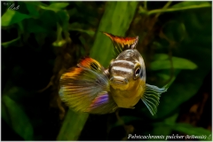 Pelvicachromis pulcher (kribensis)