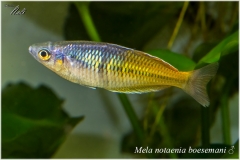 Melanotaenia boesemani