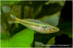 Melanotaenia boesemani