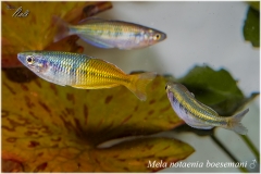 Melanotaenia boesemani