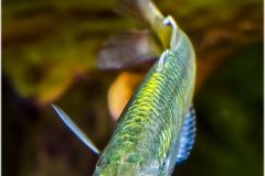 Melanotaenia boesemani