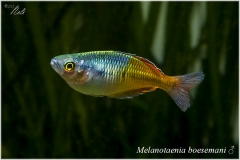 Melanotaenia boesemani