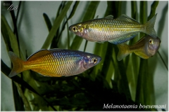 Melanotaenia boesemani