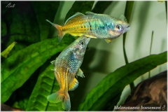 Melanotaenia boesemani