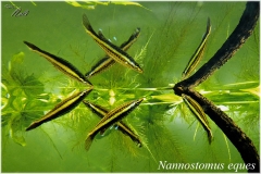 Nannostomus-Eques-05-p