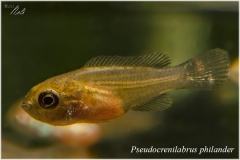 Pseudocrenilabrus philander