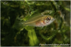 Pseudocrenilabrus philander