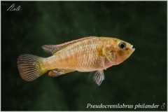 Pseudocrenilabrus philander