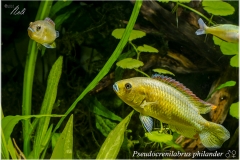 Pseudocrenilabrus philander
