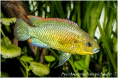 Pseudocrenilabrus philander