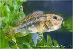 Pseudocrenilabrus philander