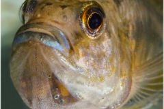 Pseudocrenilabrus philander