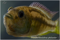 Pseudocrenilabrus philander
