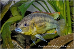 Pseudocrenilabrus philander