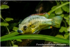 Pseudocrenilabrus philander