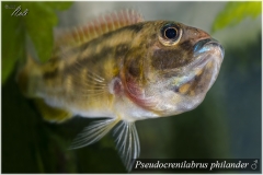 Pseudocrenilabrus philander