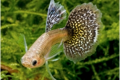 Poecilia reticulata