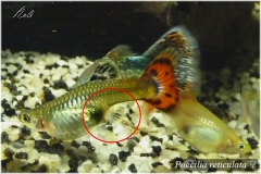 Poecilia reticulata