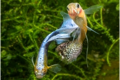 Poecilia reticulata