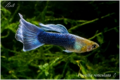 Poecilia reticulata