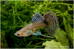 Poecilia reticulata